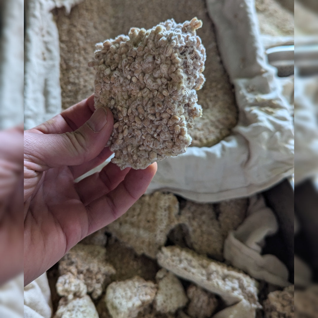 Gersten Koji. Hier beginnt die Magie der Fermentation von Miso