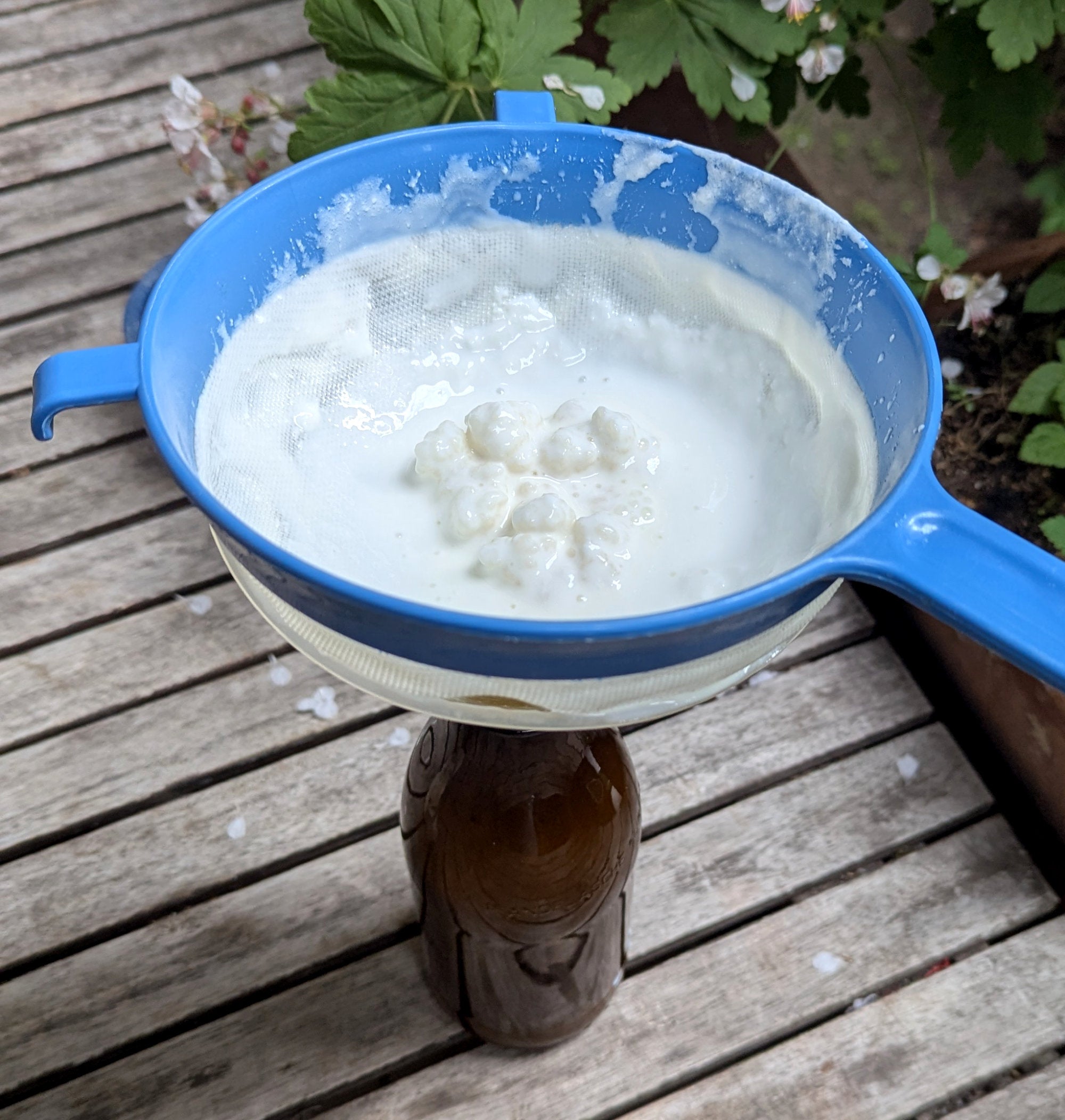 Workshop Kefir, Joghurt & Co.