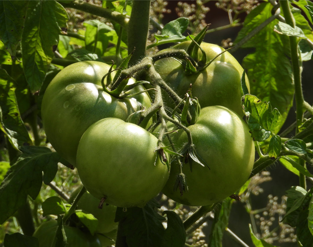 Grüne Tomaten