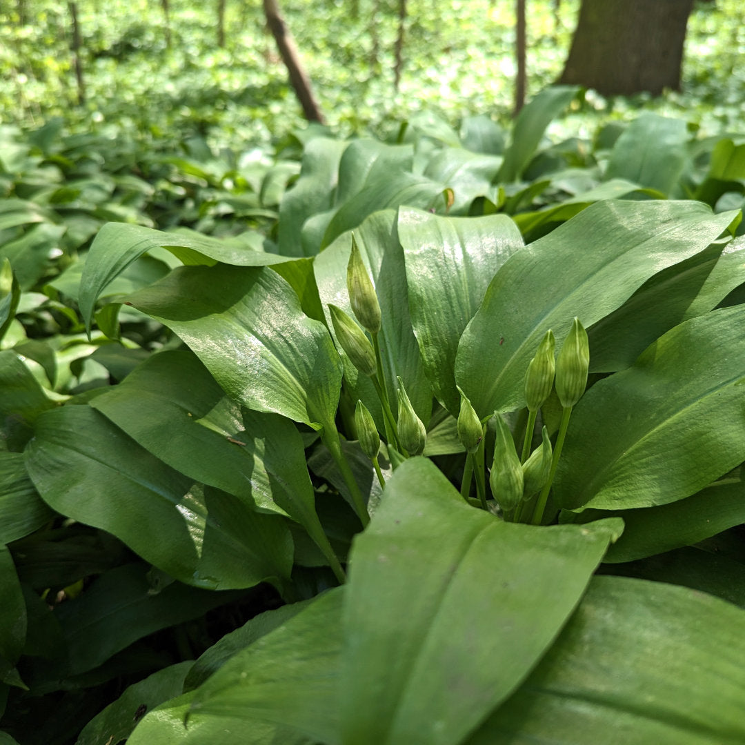 Bärlauchknospen