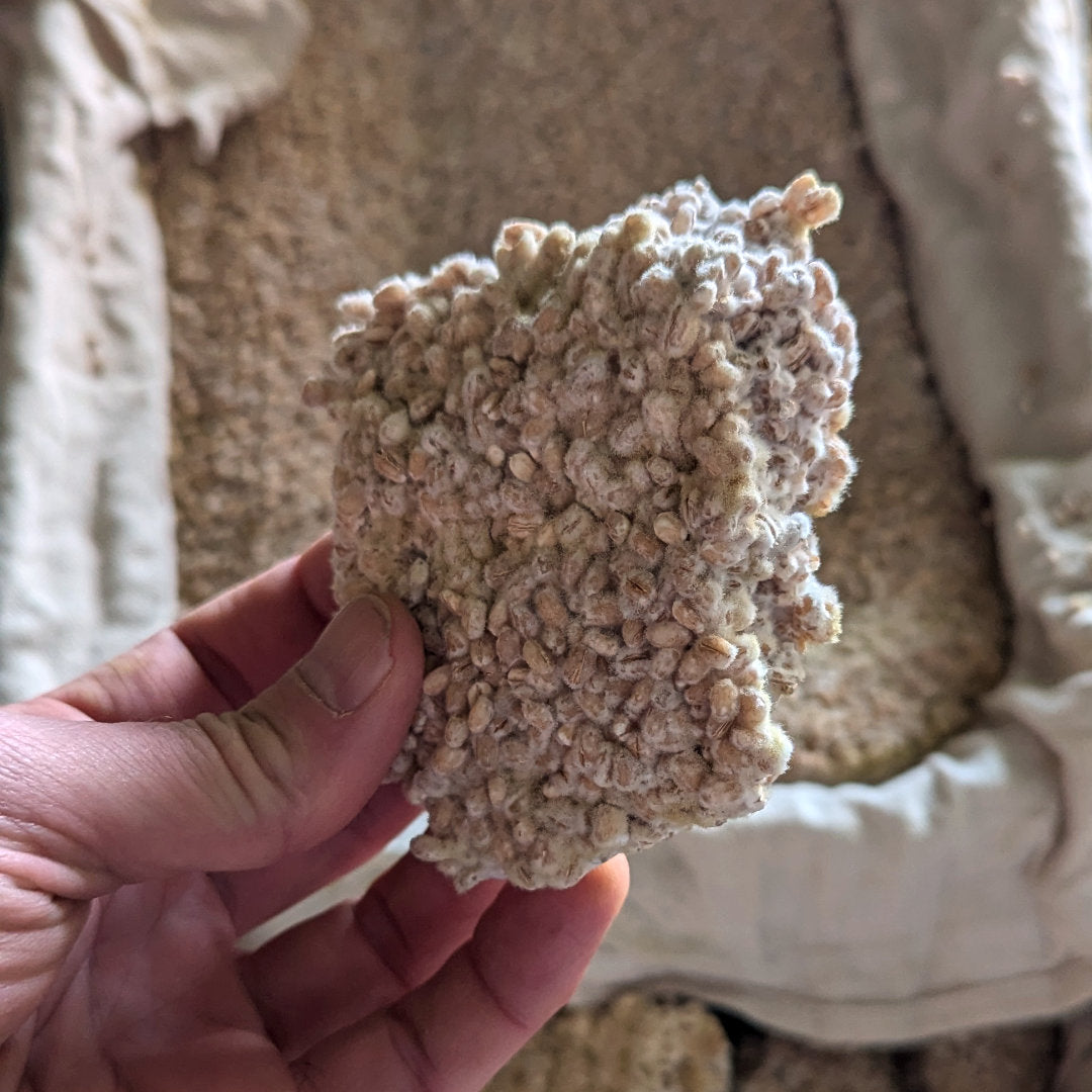 Miso selbst gemacht – Umami von Grund auf.  Mit Lennart Wiese